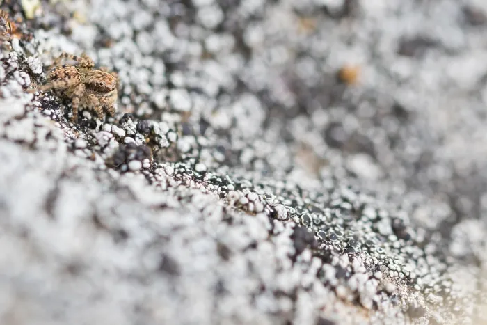 Gerahmter Druck : Marco ist ein Insektenbild. Gerahmter Druck : Marco ist ein Insektenbild.