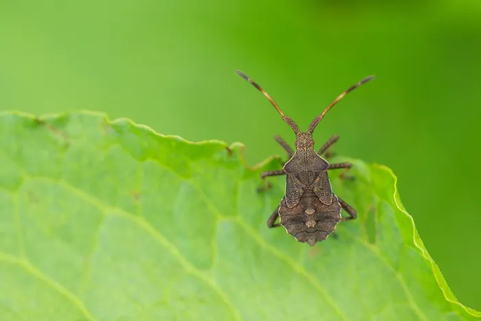 Gerahmter Druck : Marco ist ein Insektenbild.