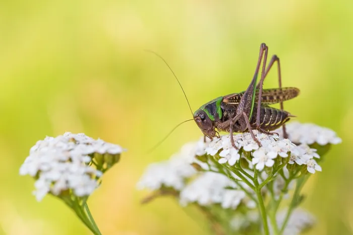 Gerahmter Druck : Marco ist ein Insektbild. Gerahmter Druck : Marco ist ein Insektbild.