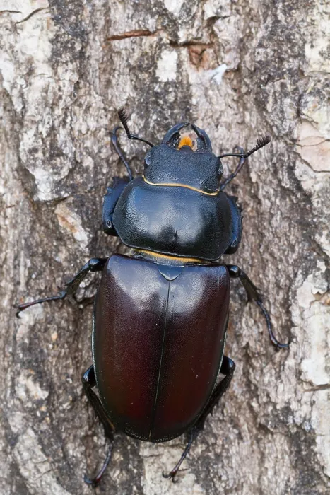 Gerahmter Druck : Marco ist ein Bild eines Insekts. Gerahmter Druck : Marco ist ein Bild eines Insekts.