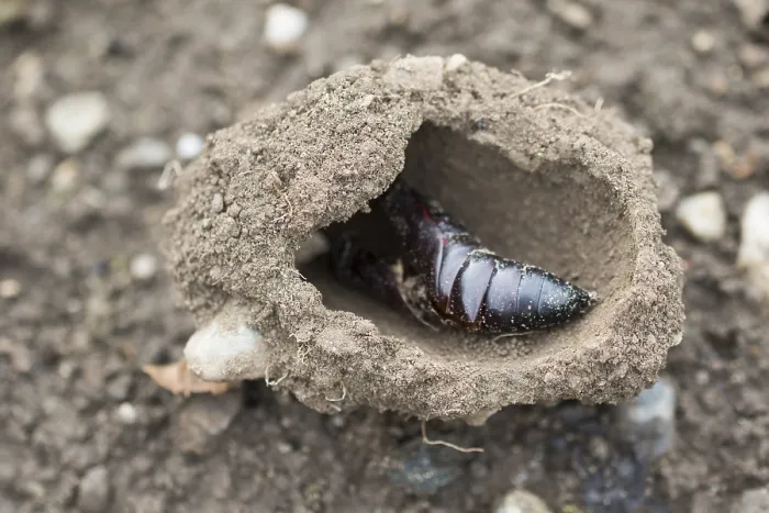Gerahmter Druck : Marco ist ein Bild eines Insekts.