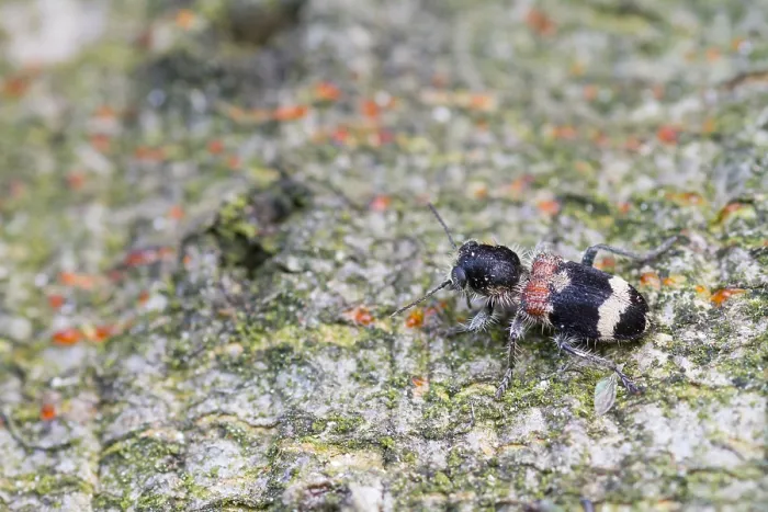 Gerahmter Druck : Marco ist ein Insektbild. Gerahmter Druck : Marco ist ein Insektbild.