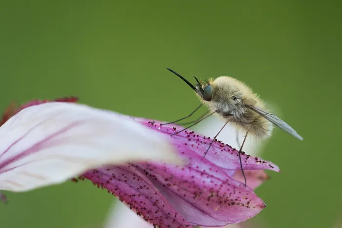Gerahmter Druck : Marco ist ein Insektbild. Gerahmter Druck : Marco ist ein Insektbild.