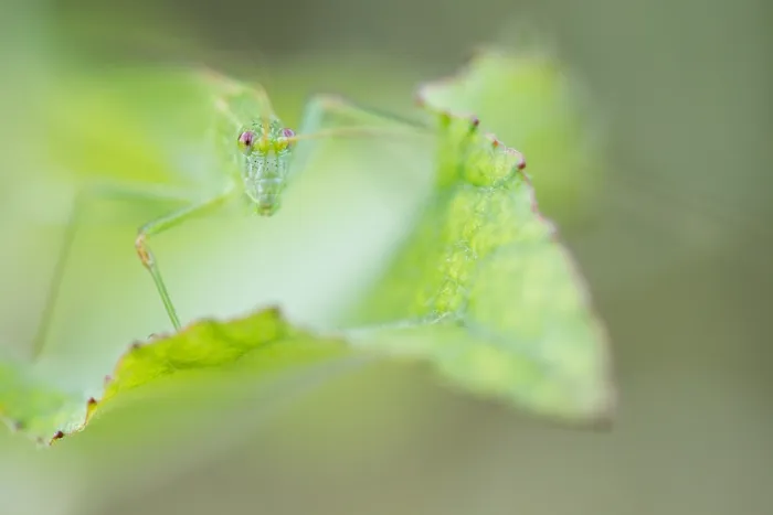 Gerahmter Druck : Marco ist ein Bild eines Insekts.