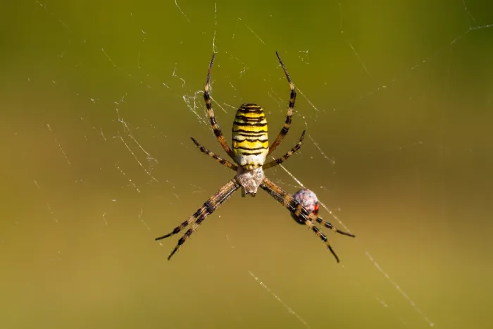 Gerahmter Druck : Marco ist ein Bild eines Insekts. Gerahmter Druck : Marco ist ein Bild eines Insekts.