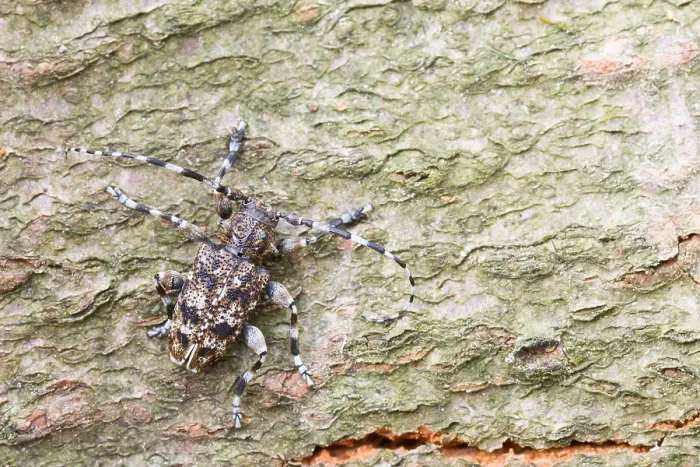Gerahmter Druck : Marco ist ein Insektbild. Gerahmter Druck : Marco ist ein Insektbild.
