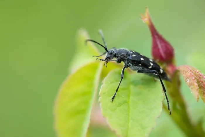 Gerahmter Druck : Marco ist ein Bild eines Insekts. Gerahmter Druck : Marco ist ein Bild eines Insekts.