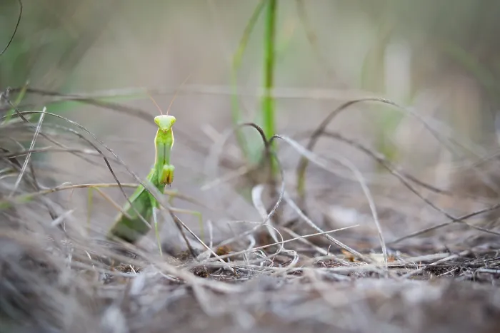 Gerahmter Druck : Marco-Bild eines Insekts