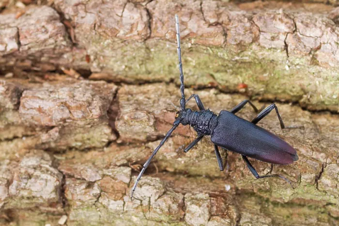 Gerahmter Druck : Marco ist ein Bild eines Insekts. Gerahmter Druck : Marco ist ein Bild eines Insekts.
