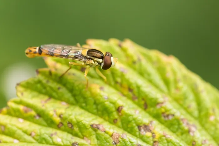 Gerahmter Druck : Marco-Bild eines Insekts Gerahmter Druck : Marco-Bild eines Insekts