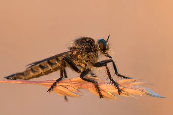 Gerahmter Druck : Marco-Bild eines Insekts. Gerahmter Druck : Marco-Bild eines Insekts.