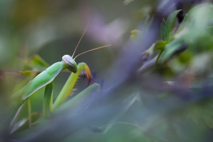 Gerahmter Druck : Marco ist ein Bild eines Insekts.
