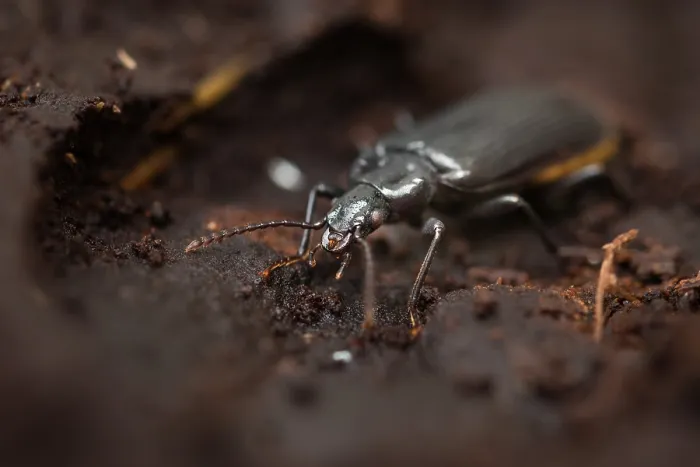 Gerahmter Druck : Marco ist ein Insektbild. Gerahmter Druck : Marco ist ein Insektbild.
