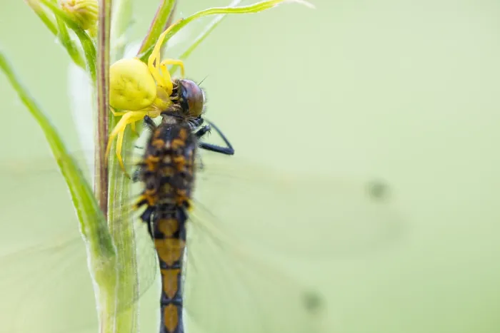 Gerahmter Druck : Marco ist ein Bild eines Insekts. Gerahmter Druck : Marco ist ein Bild eines Insekts.
