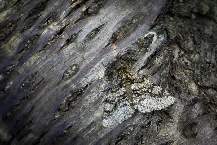 Gerahmter Druck : Marco ist ein Insektenbild. Gerahmter Druck : Marco ist ein Insektenbild.