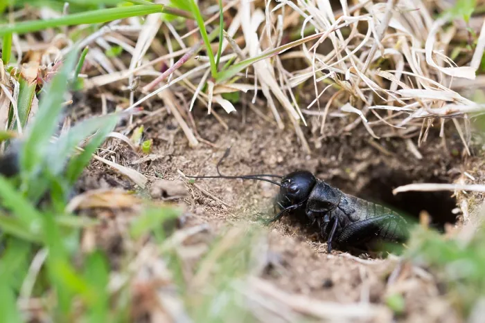Gerahmter Druck : Marco ist ein Insektbild. Gerahmter Druck : Marco ist ein Insektbild.