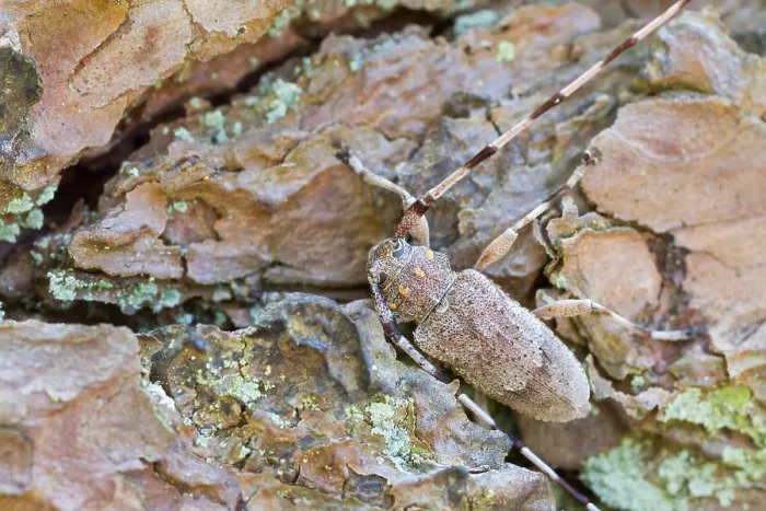 Gerahmter Druck : Marco ist ein Insektbild.