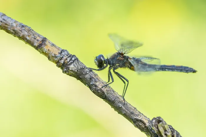 Gerahmter Druck : Marco ist ein Insektenbild. Gerahmter Druck : Marco ist ein Insektenbild.