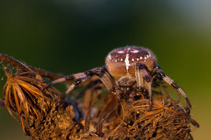 Gerahmter Druck : Marco ist ein Insektbild. Gerahmter Druck : Marco ist ein Insektbild.