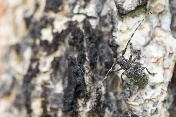 Gerahmter Druck : Marco ist ein Insektbild. Gerahmter Druck : Marco ist ein Insektbild.
