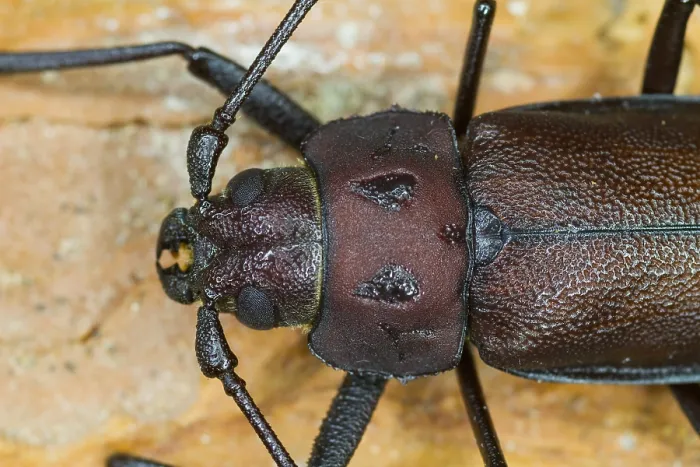 Gerahmter Druck : Marco ist ein Bild eines Insekts. Gerahmter Druck : Marco ist ein Bild eines Insekts.