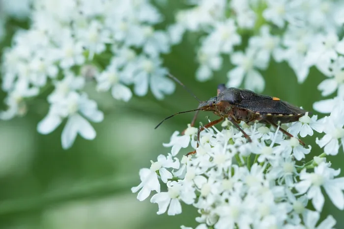 Gerahmter Druck : Marco ist ein Bild eines Insekts. Gerahmter Druck : Marco ist ein Bild eines Insekts.