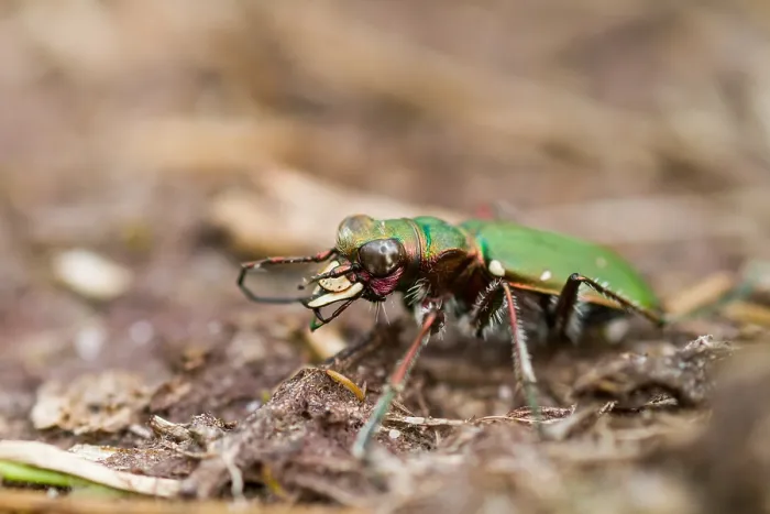 Gerahmter Druck : Marco ist ein Bild eines Insekts. Gerahmter Druck : Marco ist ein Bild eines Insekts.