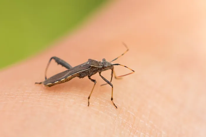 Gerahmter Druck : Marco-Bild eines Insekts. Gerahmter Druck : Marco-Bild eines Insekts.