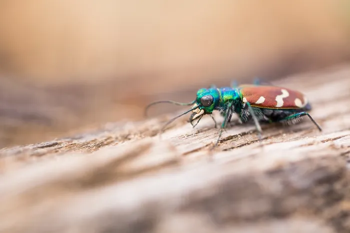 Gerahmter Druck : Marco ist ein Insektenbild. Gerahmter Druck : Marco ist ein Insektenbild.