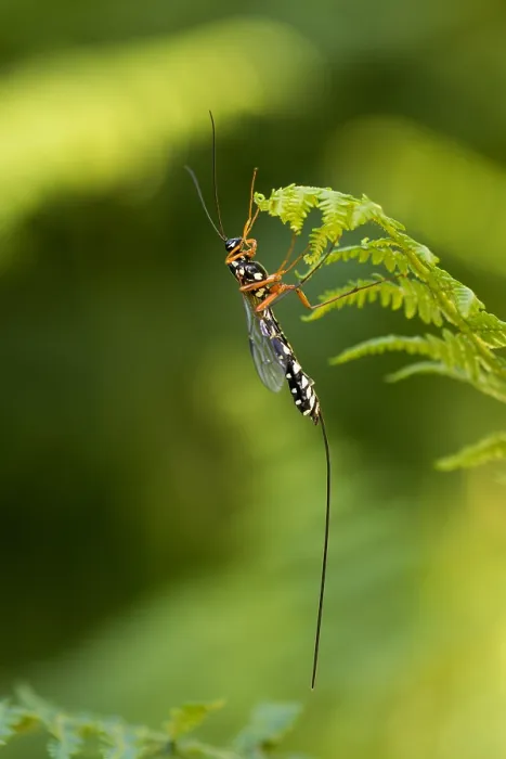 Gerahmter Druck : Marco ist ein Bild eines Insekts. Gerahmter Druck : Marco ist ein Bild eines Insekts.