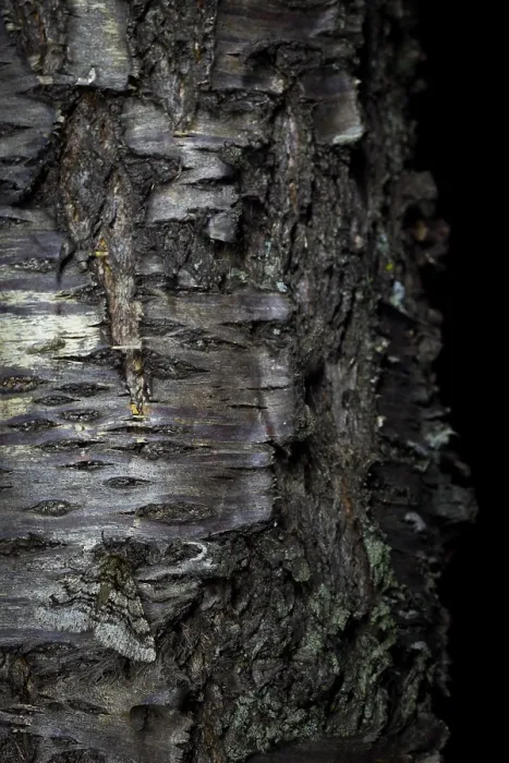 Gerahmter Druck : Marco ist ein Insektenbild. Gerahmter Druck : Marco ist ein Insektenbild.
