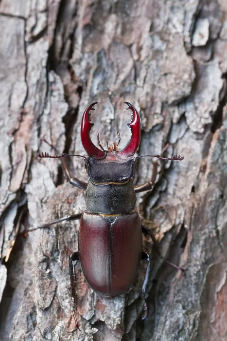 Gerahmter Druck : Marco ist ein Bild eines Insekts. Gerahmter Druck : Marco ist ein Bild eines Insekts.