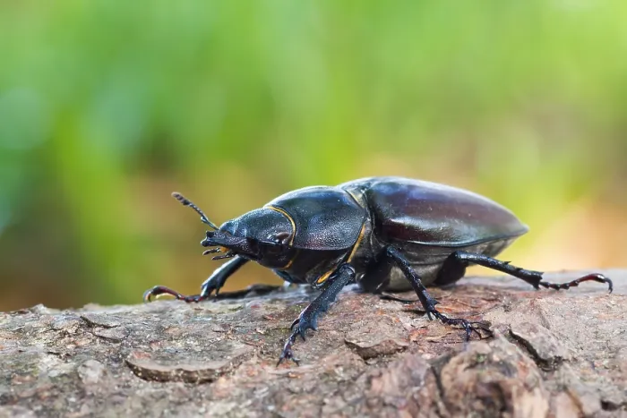 Gerahmter Druck : Marco ist ein Bild eines Insekts. Gerahmter Druck : Marco ist ein Bild eines Insekts.