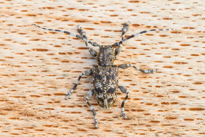 Gerahmter Druck : Marco-Bild eines Insekts. Gerahmter Druck : Marco-Bild eines Insekts.