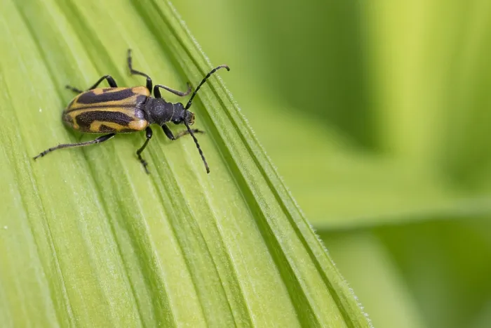 Gerahmter Druck : Marco-Bild eines Insekts Gerahmter Druck : Marco-Bild eines Insekts