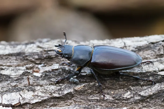 Gerahmter Druck : Marco ist ein Bild eines Insekts. Gerahmter Druck : Marco ist ein Bild eines Insekts.
