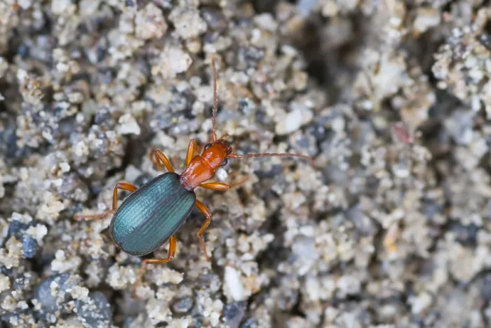 Gerahmter Druck : Marco ist ein Bild eines Insekts. Gerahmter Druck : Marco ist ein Bild eines Insekts.