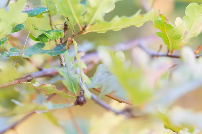 Gerahmter Druck : Marco-Bild eines Insekts Gerahmter Druck : Marco-Bild eines Insekts