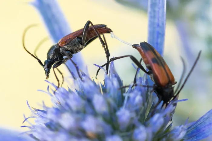 Gerahmter Druck : Marco ist ein Insektbild. Gerahmter Druck : Marco ist ein Insektbild.
