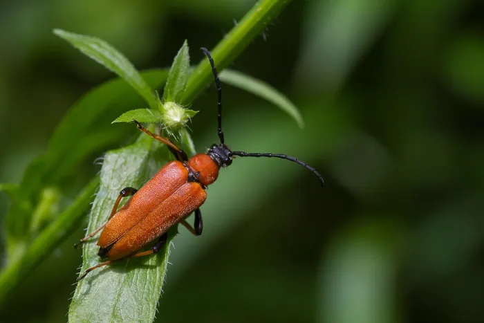 Gerahmter Druck : Marco ist ein Bild eines Insekts. Gerahmter Druck : Marco ist ein Bild eines Insekts.