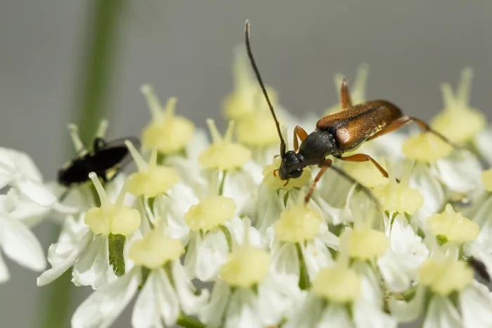 Gerahmter Druck : Marco ist ein Insektbild. Gerahmter Druck : Marco ist ein Insektbild.