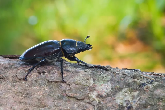 Gerahmter Druck : Marco ist ein Bild eines Insekts. Gerahmter Druck : Marco ist ein Bild eines Insekts.