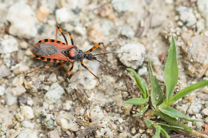 Gerahmter Druck : Marco ist ein Bild eines Insekts. Gerahmter Druck : Marco ist ein Bild eines Insekts.
