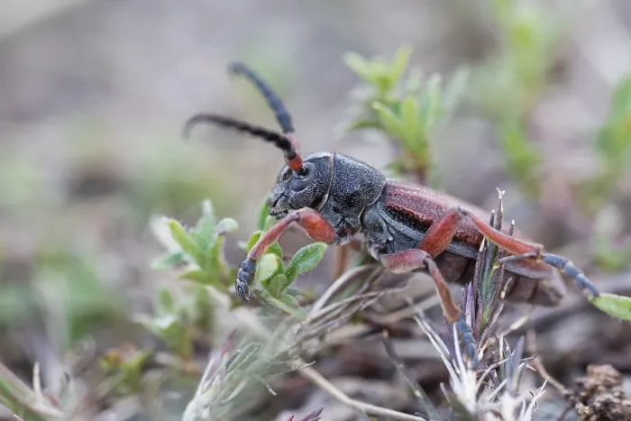 Gerahmter Druck : Marco ist ein Insektbild. Gerahmter Druck : Marco ist ein Insektbild.