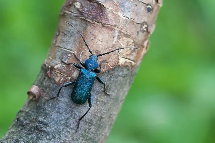 Gerahmter Druck : Marco-Bild eines Insekts. Gerahmter Druck : Marco-Bild eines Insekts.