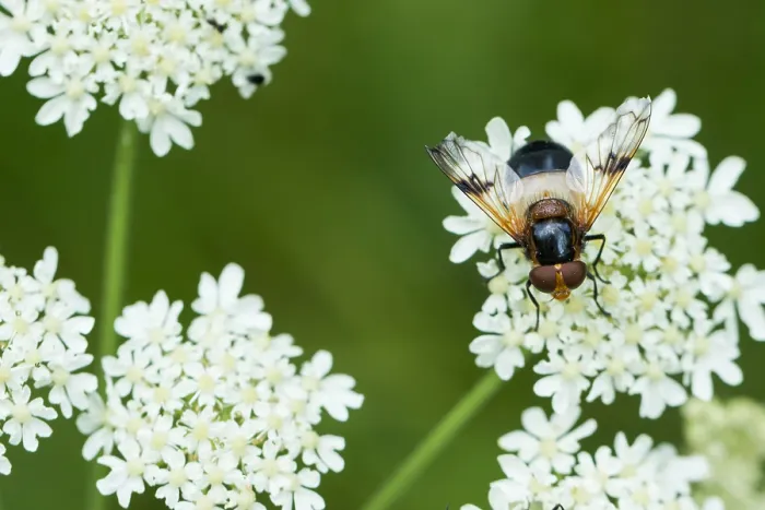 Gerahmter Druck : Marco ist ein Bild eines Insekts. Gerahmter Druck : Marco ist ein Bild eines Insekts.