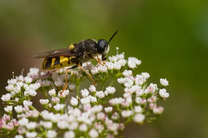 Gerahmter Druck : Marco ist ein Bild eines Insekts. Gerahmter Druck : Marco ist ein Bild eines Insekts.