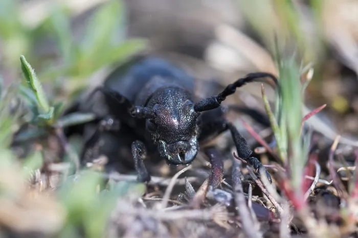 Gerahmter Druck : Marco ist ein Bild eines Insekts. Gerahmter Druck : Marco ist ein Bild eines Insekts.