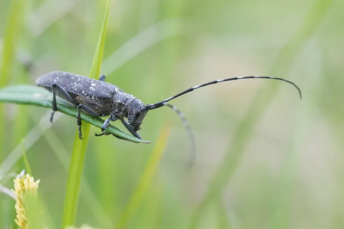 Gerahmter Druck : Marco-Bild eines Insekts