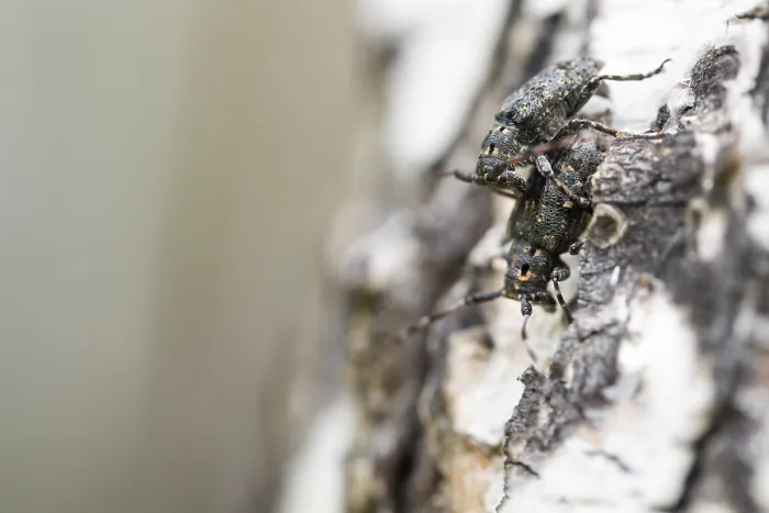 Gerahmter Druck : Marco ist ein Insektbild. Gerahmter Druck : Marco ist ein Insektbild.